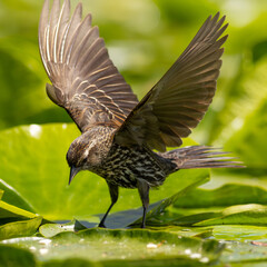 Female Red-winged Blackbird (Agelaius phoeniceus) flapping its wings on a lily pad / Kitsap, Washington