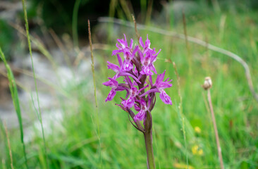 Dactylorhiza sambucina violet. Orchid. Traunsteiner's fingerroot. A species of herbaceous plants from the genus Palmaceae of the Orchidaceae family.