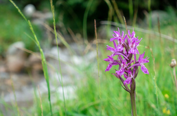 Dactylorhiza sambucina violet. Orchid. Traunsteiner's fingerroot. A species of herbaceous plants from the genus Palmaceae of the Orchidaceae family.