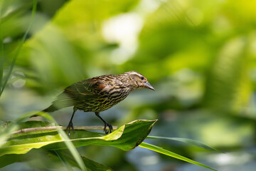 Female Red-winged Blackbird (Agelaius phoeniceus) striking a cute pose on a lily pad / Kitsap, Washington