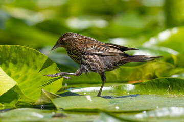 Female Red-winged Blackbird (Agelaius phoeniceus) stepping between lily pads / Kitsap, Washington