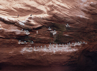 vue sur une falaise de roche rouge avec des fientes d'oiseau et des oiseaux perchés en été avec la lumière du soleil