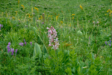 White ash tree (lat. Dictamnus albus) is a species of perennial herbaceous plants of the genus Ash tree (Dictamnus) of the Rutaceae family.