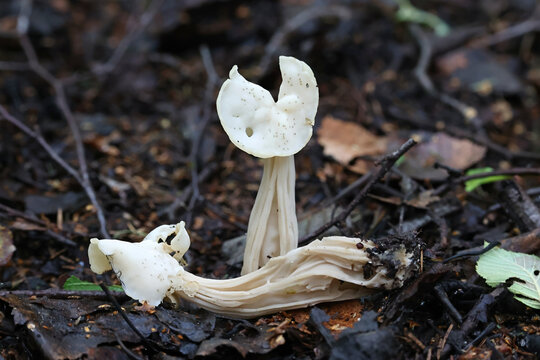 White saddle, Helvella crispa, also known as elfin saddle or common helvel, wild fungus from Finland
