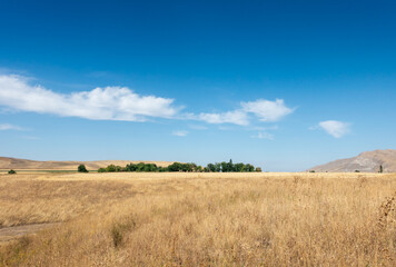 Beautiful summer mountain landscape. Wheat fields and mountains. Kyrgyzstan. Natural background
