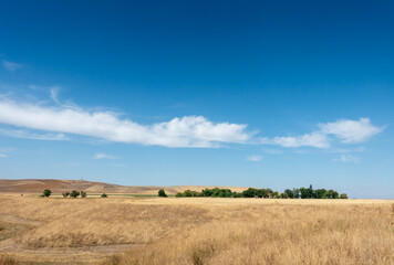 Obraz premium Beautiful summer mountain landscape. Wheat fields and mountains. Kyrgyzstan. Natural background