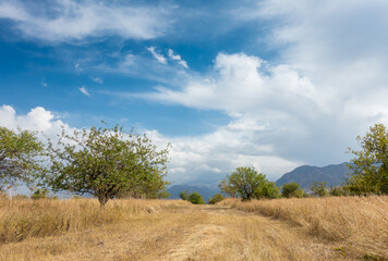 Beautiful summer mountain landscape. Wheat fields and mountains. Kyrgyzstan. Natural background