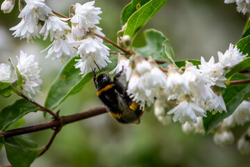 A close up of a bee on a deutzia flower, with a shallow depth of field