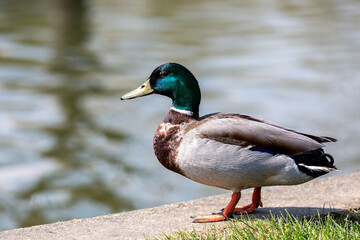 Naklejka na ściany i meble A male mallard duck standing at the edge of water, with a shallow depth of field