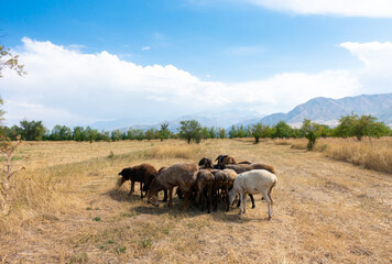 A herd of sheep grazing. Meat fat-tailed sheep in nature.