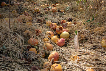 Rotten apples fallen into the grass. Unharvested, lost harvest