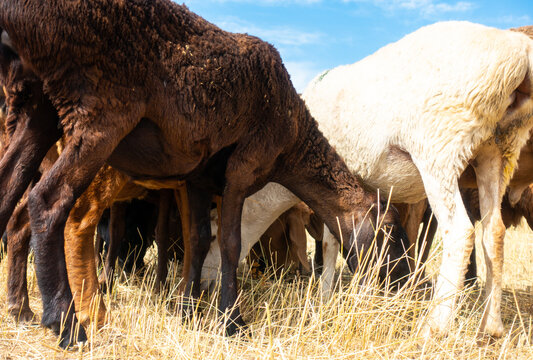 A herd of sheep grazing. Meat fat-tailed sheep in nature.