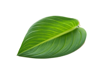 leaf plant isolated on transparent background