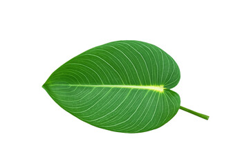 leaf plant isolated on transparent background