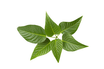 leaf plant isolated on transparent background