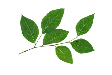 leaf plant isolated on transparent background