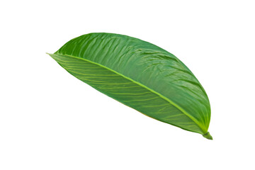 Obraz premium leaf plant isolated on transparent background