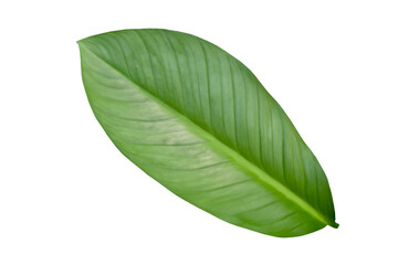 Obraz premium leaf plant isolated on transparent background