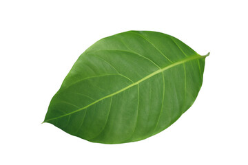 leaf plant isolated on transparent background