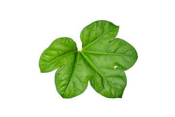 Obraz premium leaf plant isolated on transparent background