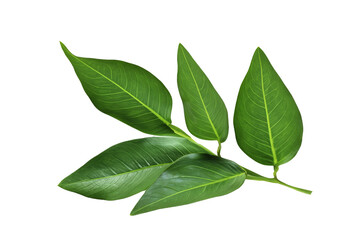 leaf plant isolated on transparent background