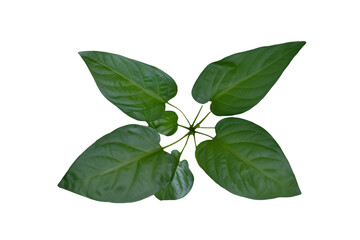 leaf plant isolated on transparent background