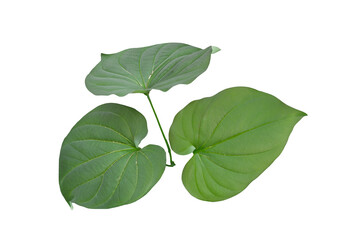 Naklejka premium leaf plant isolated on transparent background