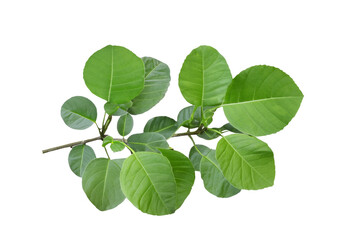 Fototapeta premium leaf plant isolated on transparent background