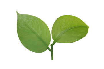 leaf plant isolated on transparent background