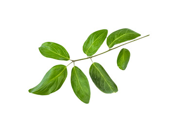 leaf plant isolated on transparent background