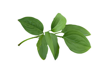 Fototapeta premium leaf plant isolated on transparent background