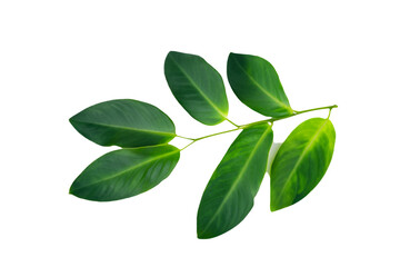 leaf plant isolated on transparent background