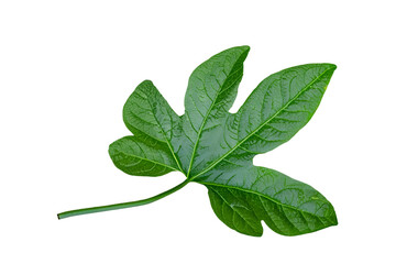 Obraz premium leaf plant isolated on transparent background