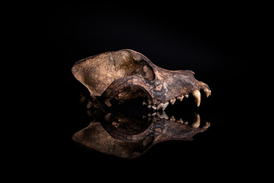 real dog skull isolated on black background