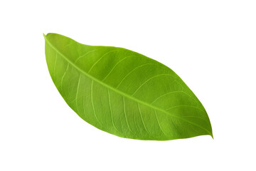 Obraz premium leaf plant isolated on transparent background