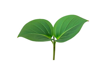 Fototapeta na wymiar leaf plant isolated on transparent background