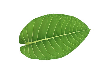 Obraz premium leaf plant isolated on transparent background