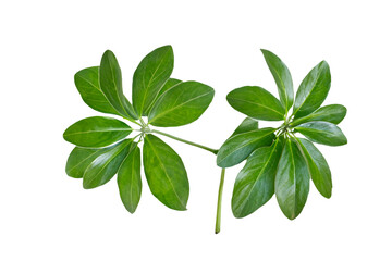 Obraz premium leaf plant isolated on transparent background