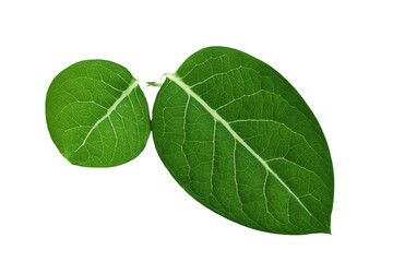 leaf plant isolated on transparent background