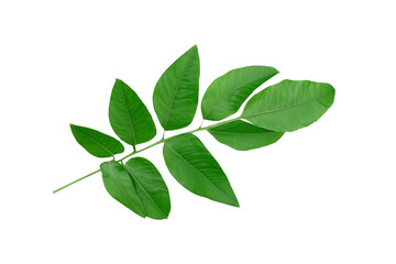 Fototapeta na wymiar leaf plant isolated on transparent background