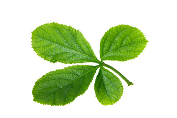 leaf plant isolated on transparent background