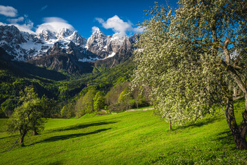 Alpine scenery with high snowy mountains and flowery fruit trees