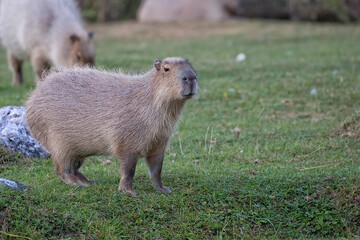 Capybara in a clearing
