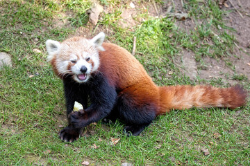 Red panda in a clearing
