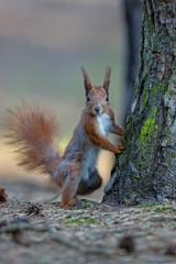 Naklejka na ściany i meble red squirrel in the park