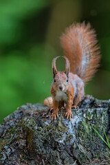 Red squirrel on the tree in the forest
