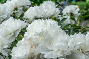Big white peony flowers