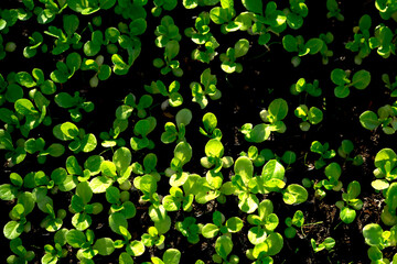 salad vegetable seedlings. small green vegetable seedlings grown in tray planting, growing healthy...