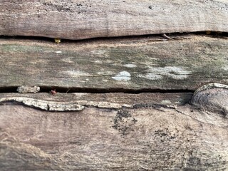old wood Peeling bark, peel off background, wooden abstract texture ,wooden abstract background