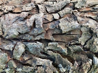 old wood Peeling bark, peel off background, wooden abstract texture ,wooden abstract background